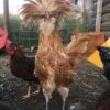 Buff Laced Polish Chicken - Image 3