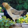 Easter Egger Started PulletEaster Egger Started Pullet
