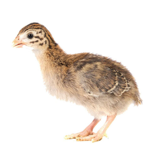 4 Peachicks & 15 Keets – Assorted