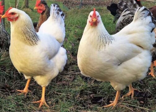 Delaware chickens