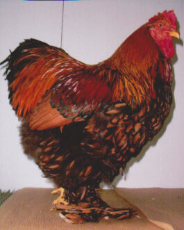 GOLD LACED STANDARD COCHIN
